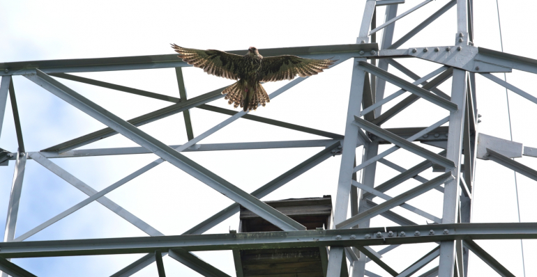 ENDANGERED SAKER FALCON IN SLOVAKIA HAS BROKEN ANOTHER RECORD